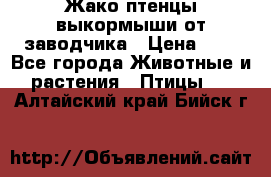 Жако птенцы выкормыши от заводчика › Цена ­ 1 - Все города Животные и растения » Птицы   . Алтайский край,Бийск г.